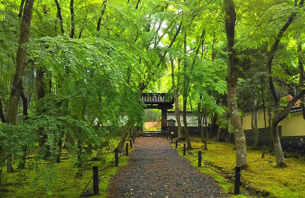 新緑の地蔵院総門