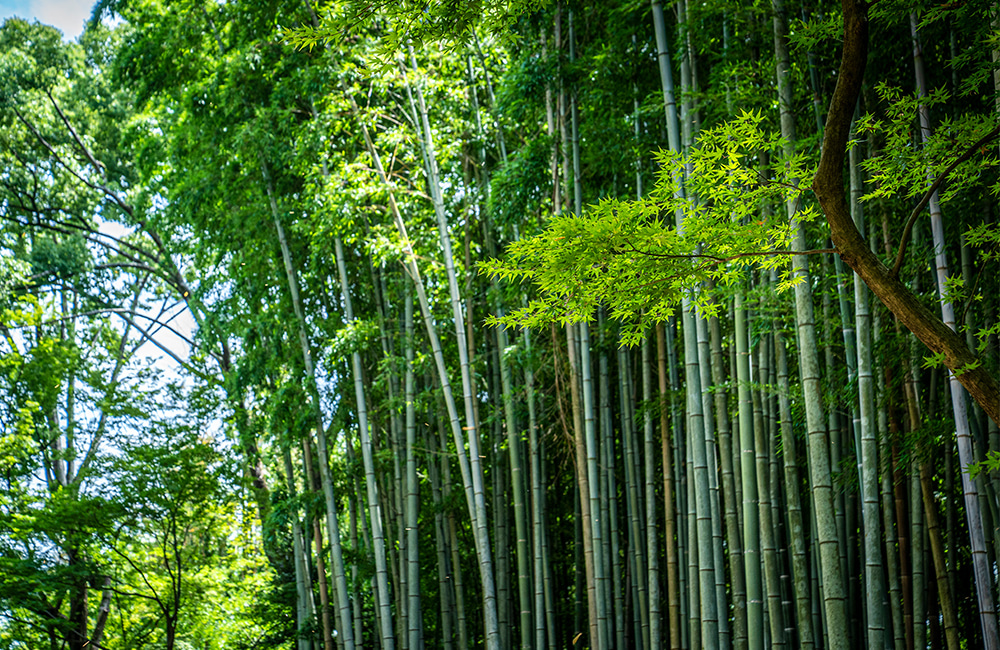 竹林の地蔵院参道