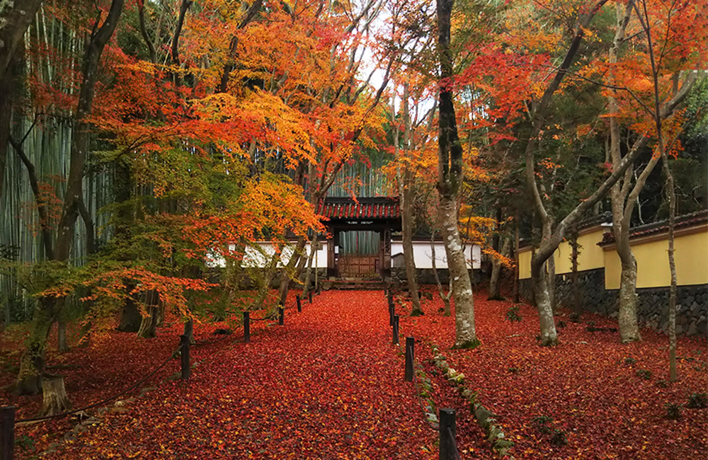 敷き紅葉の地蔵院