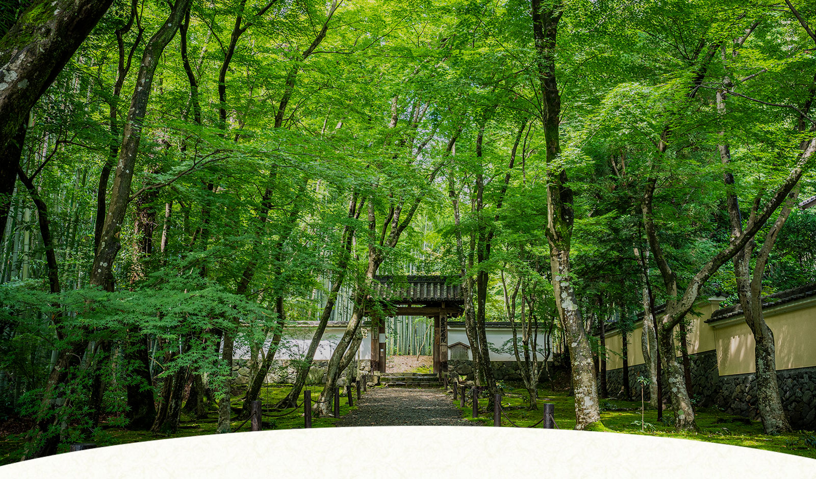 緑の竹林が美しい境内